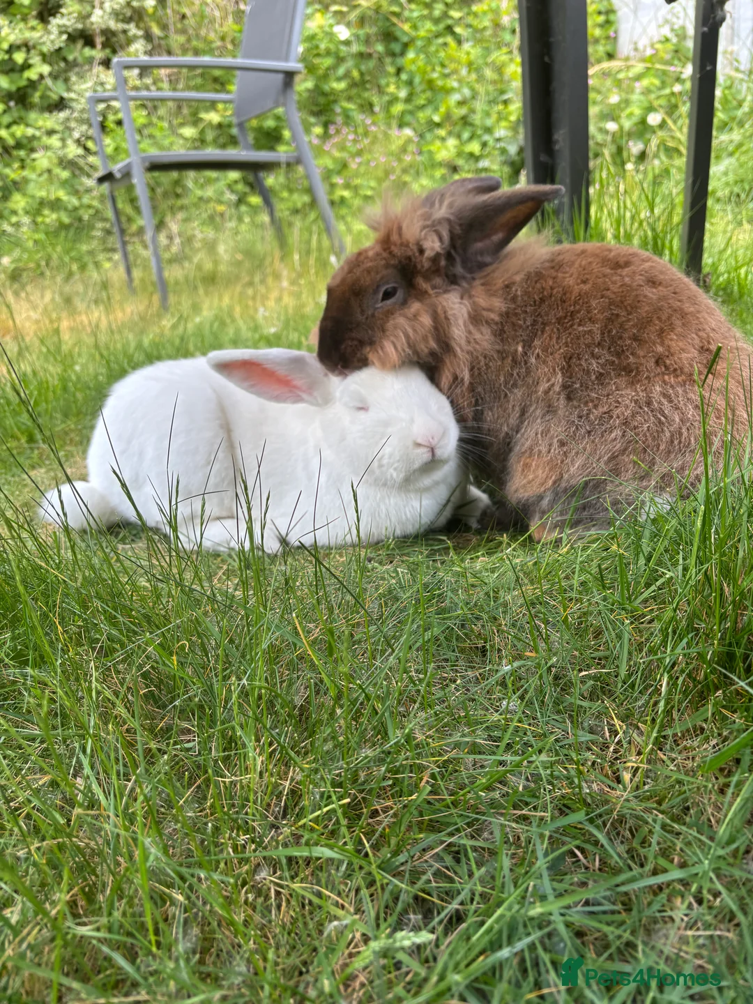 Mixed Breed rabbits for sale: 3Yr old Male & Female Rabbits - Advert 4