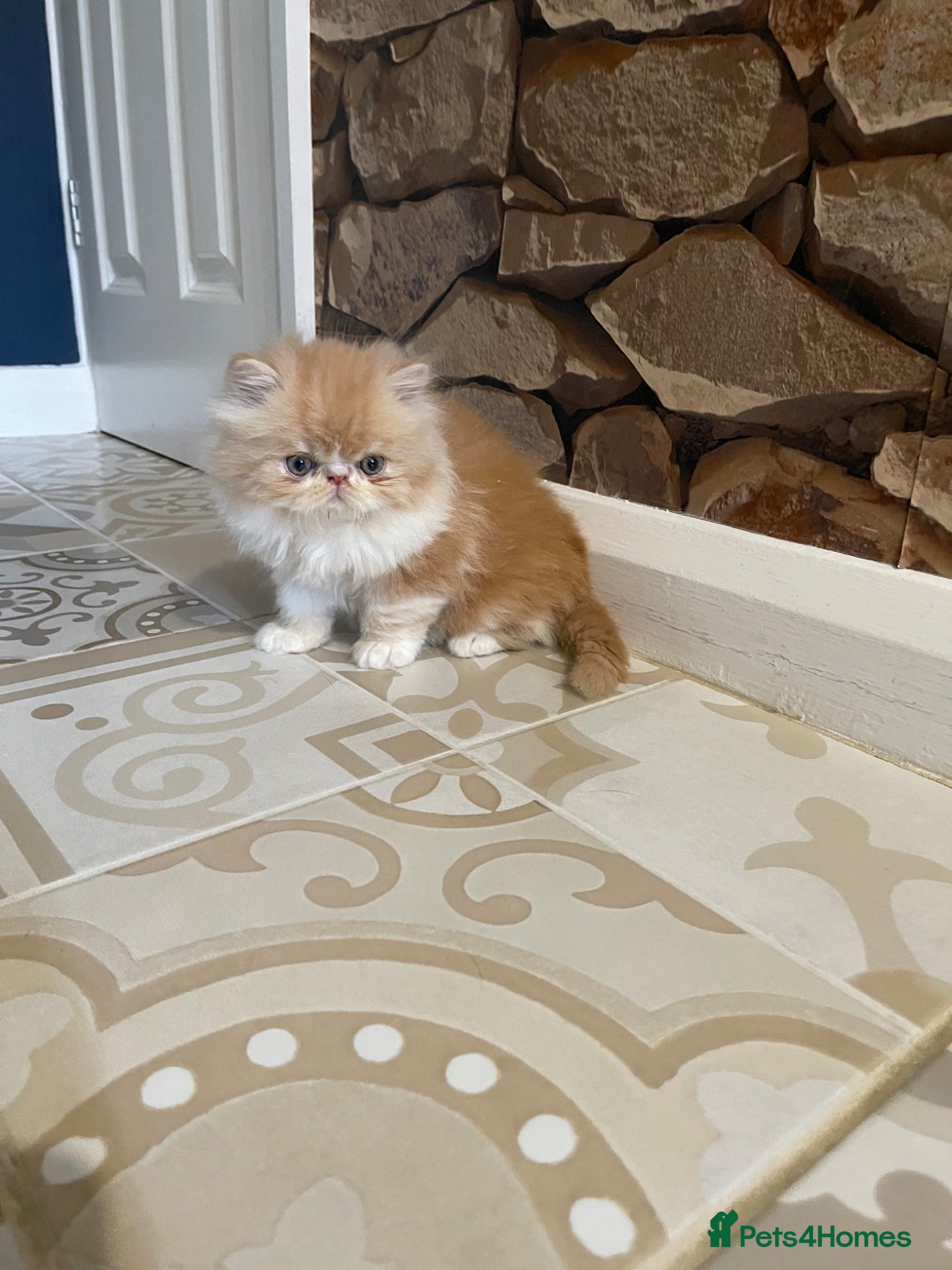 Persian cats Beautiful Pedigree Persians  - Advert 2