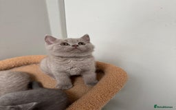 British Shorthair cats for sale: Last 3 stunning BSH Left - Image 1
