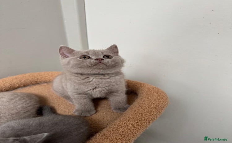 British Shorthair cats - Advert 11
