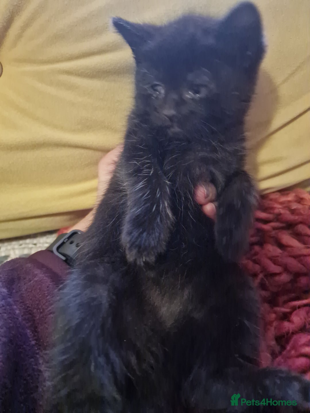 Mixed Breed cats for sale: Kittens ready to find homes - Image 17