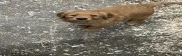 Golden Retriever dogs for sale: 2 Golden retriever bitch puppies available  - Advert 5