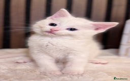 British Shorthair cats for sale: 🎃The Jack Frost Litter–Frost & Pumpkin Whiskers❄️ - Image 26