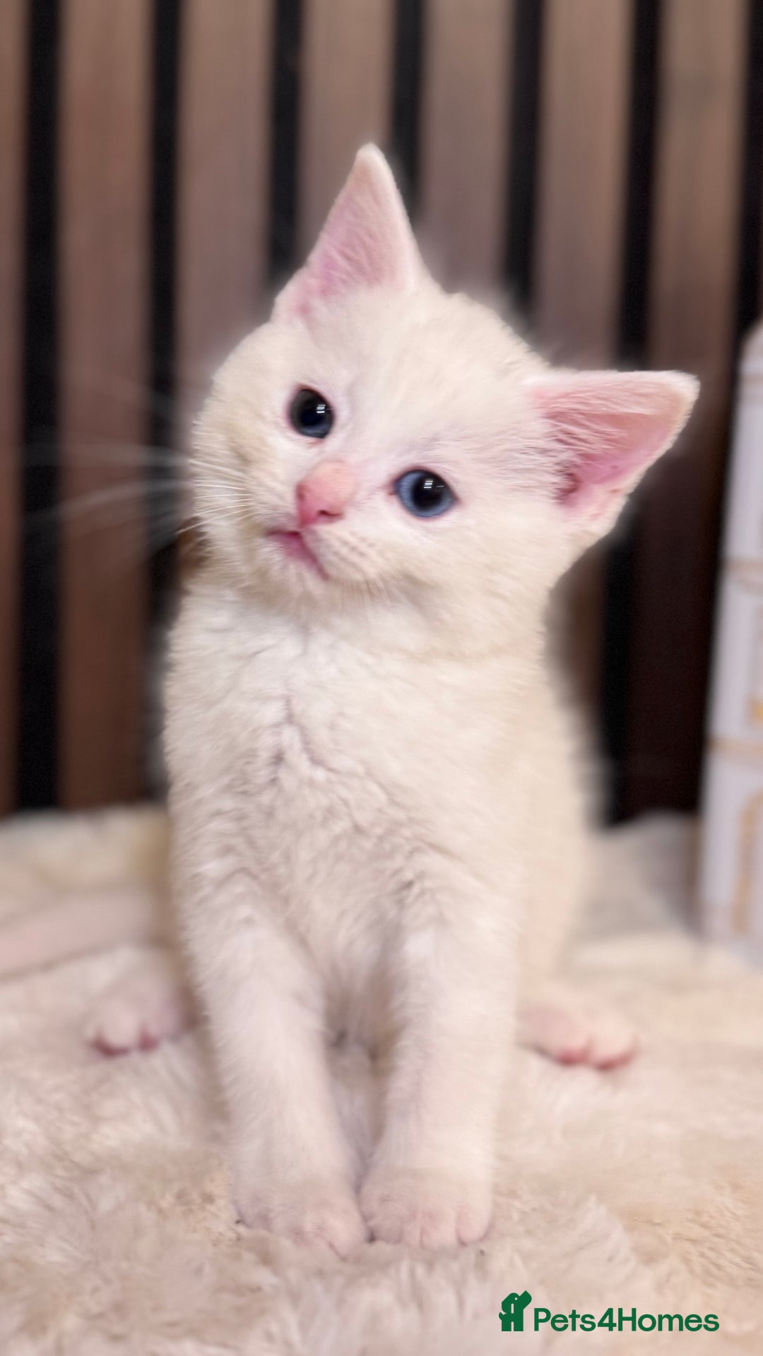 British Shorthair cats for sale: 🎃The Jack Frost Litter–Frost & Pumpkin Whiskers❄️ - Image 26