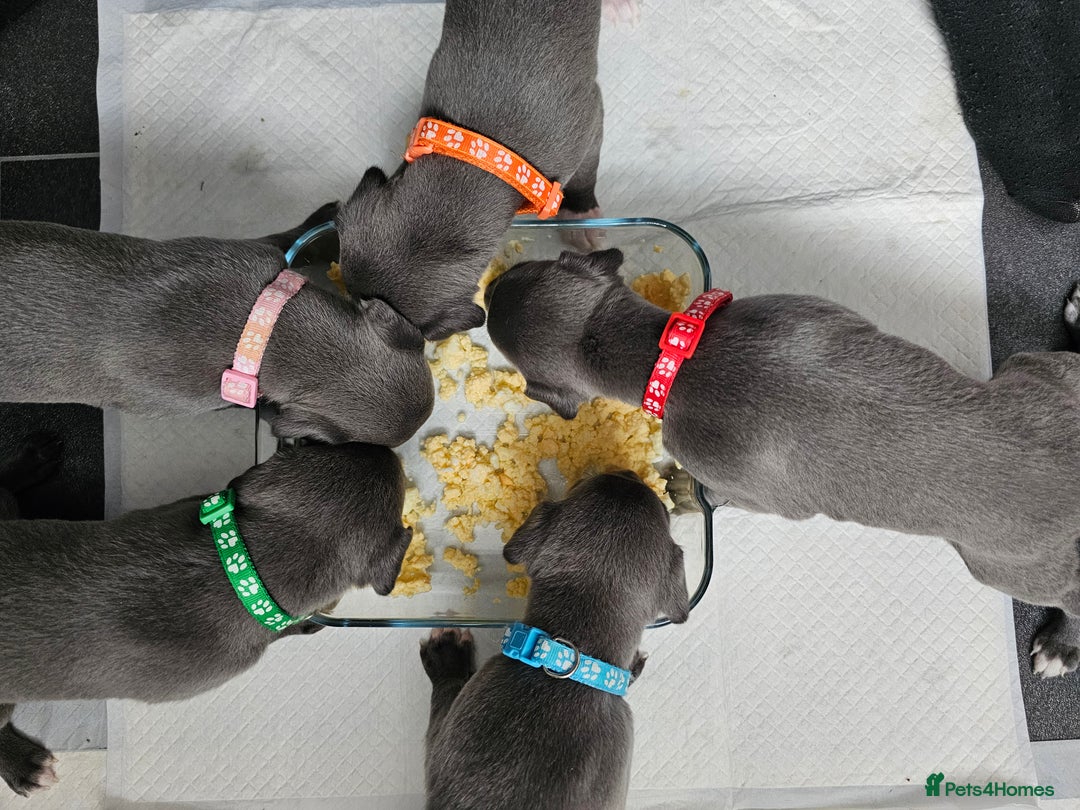 Whippet dogs for sale: excellent litter of Kc reg blue whippet puppies  - Image 1