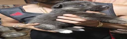 Shepsky dogs for sale: 9 shepsky puppies  - Advert 8