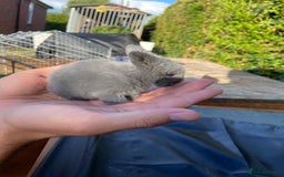 Mini Lop rabbits for sale: 🩶pure MINI lop🩶 - Image 2
