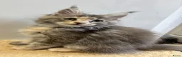 Maine Coon cats for sale: TICA Registered Maine Coon Kittens 🐾 - Advert 10