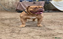 Olde English Bulldogge dogs for sale: Genetic Clear, Hip & Elbow Graded Breeding - Image 17