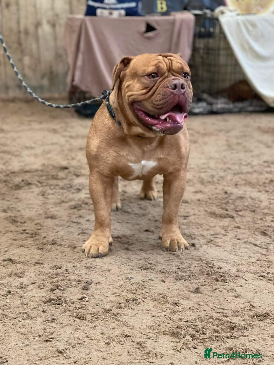 Olde English Bulldogge dogs for sale: Genetic Clear, Hip & Elbow Graded Breeding - Image 17