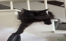 Maine Coon cats for sale: Maincoon - Image 1