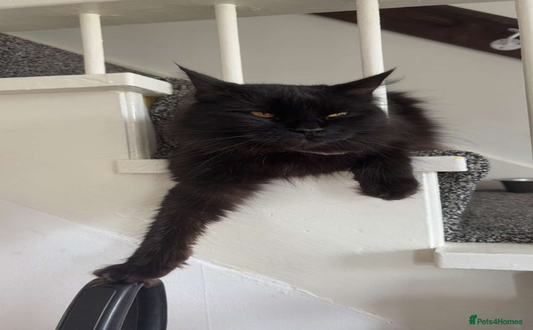 Maine Coon cats - Advert 1