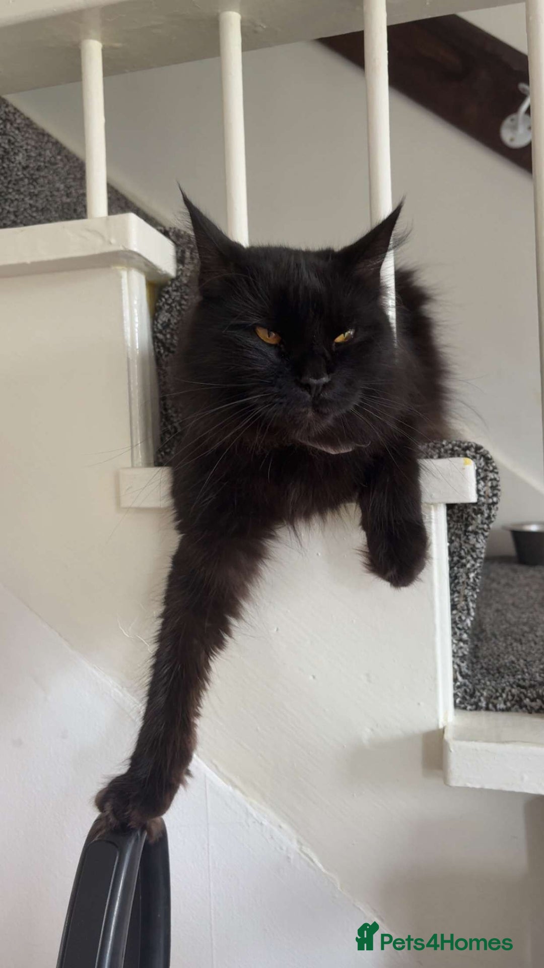 Maine Coon cats for sale: Maincoon - Image 1