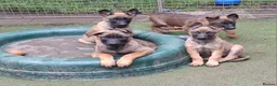 Mixed Breed dogs for sale: Belgian Malinois puppies  in Lincoln - Advert 3