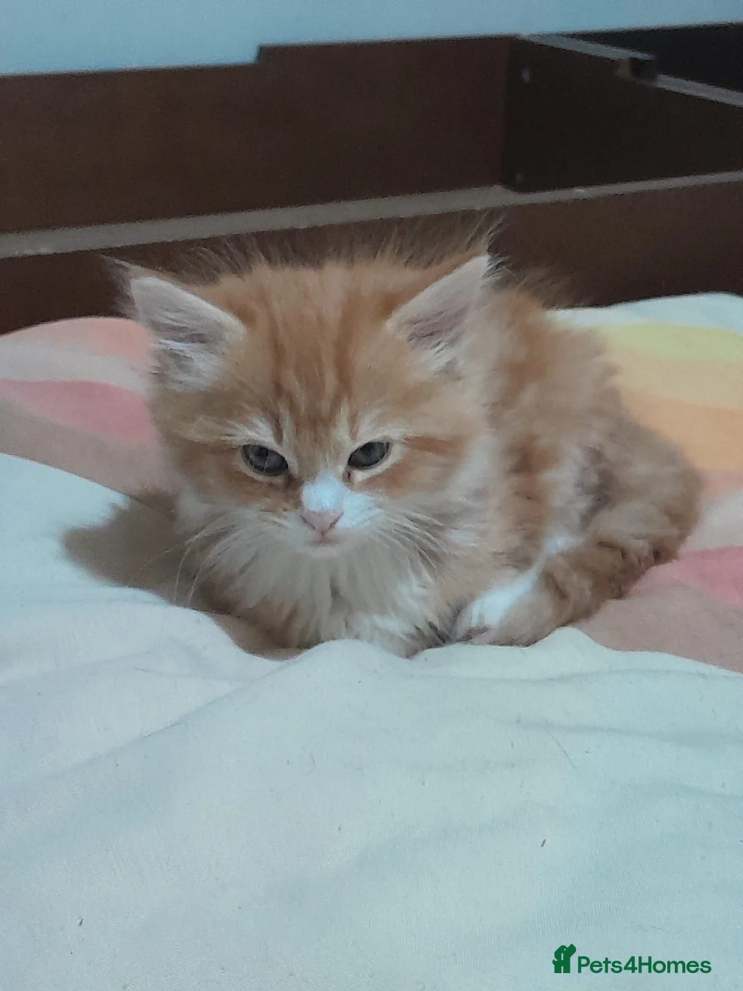 Mixed Breed cats for sale: 4 beautiful and gorgeous kittens😻😸😺😽 in London - Advert 1