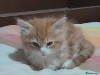 Mixed Breed cats 4 beautiful and gorgeous kittens😻😸😺😽 - Advert 1