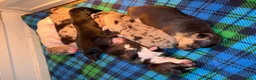 Jack Russell dogs for sale: Amazing rare coloured rainbow Jack Russels - Advert 3
