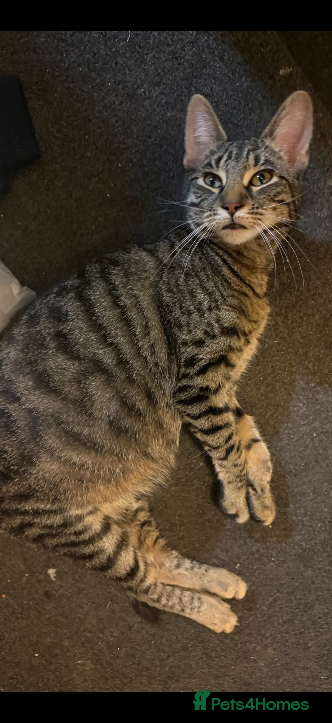 Mixed Breed cats for sale: Female cat in Kirkliston - Advert 1