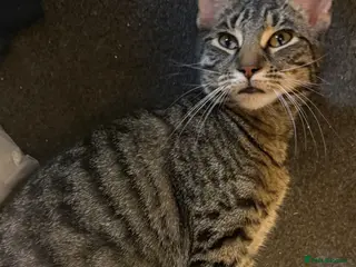 Mixed Breed cats Female cat - Advert 10