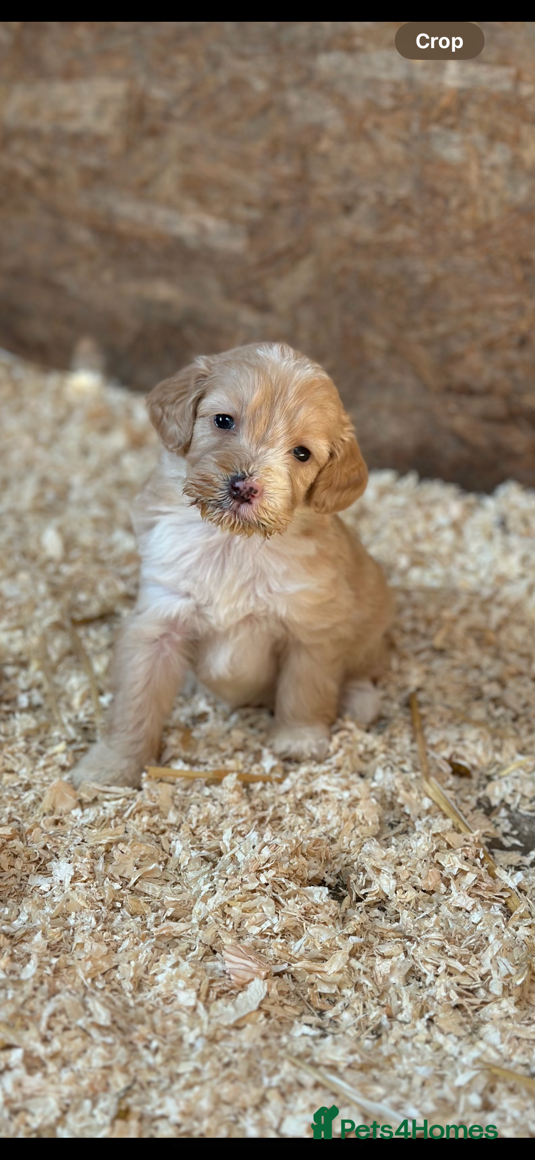 Cockapoo dogs for sale: Beautiful cockapoos looking for forever homes  - Image 23