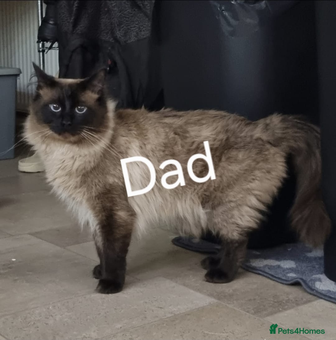 Ragdoll cats for sale: Pure Ragdoll Kittens  - Advert 14