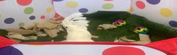 Parrots birds for sale: Hand reared baby boy umbrella cockatoo - Advert 5