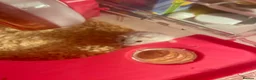 Hamster rodents for sale: Snow White Syrian hamster in Manchester - Advert 5