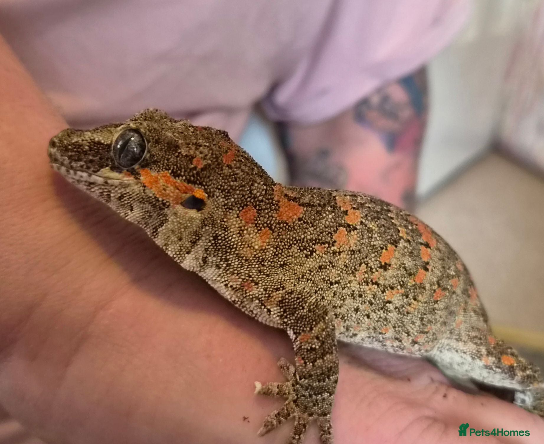 Gecko reptiles Gargoyle gecko orange blotched with set up - Advert 1