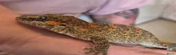 Gecko reptiles for sale: Gargoyle gecko orange blotched - Advert 4