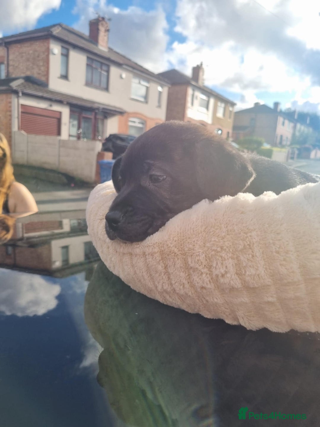 Mixed Breed dogs for sale: 11 week old male staff cross rottie - Image 1