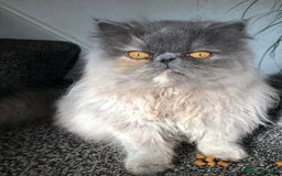 RagaMuffin cats for sale: Gorgeous long haired female  - Image 13
