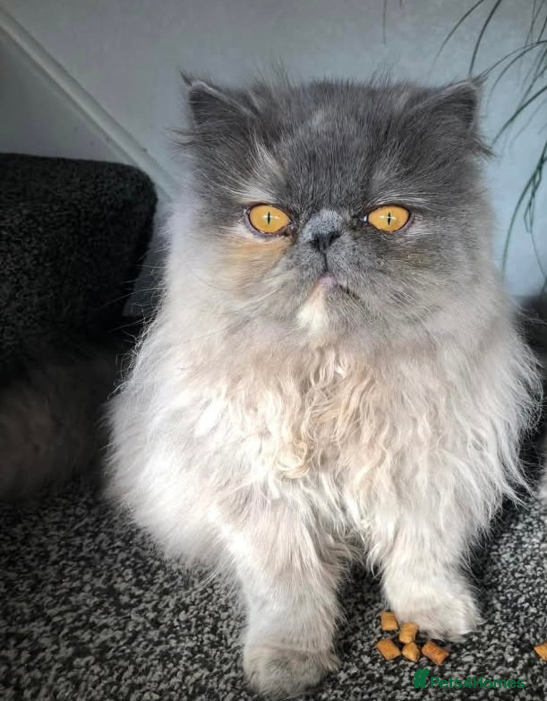 RagaMuffin cats for sale: Gorgeous long haired female  - Image 13