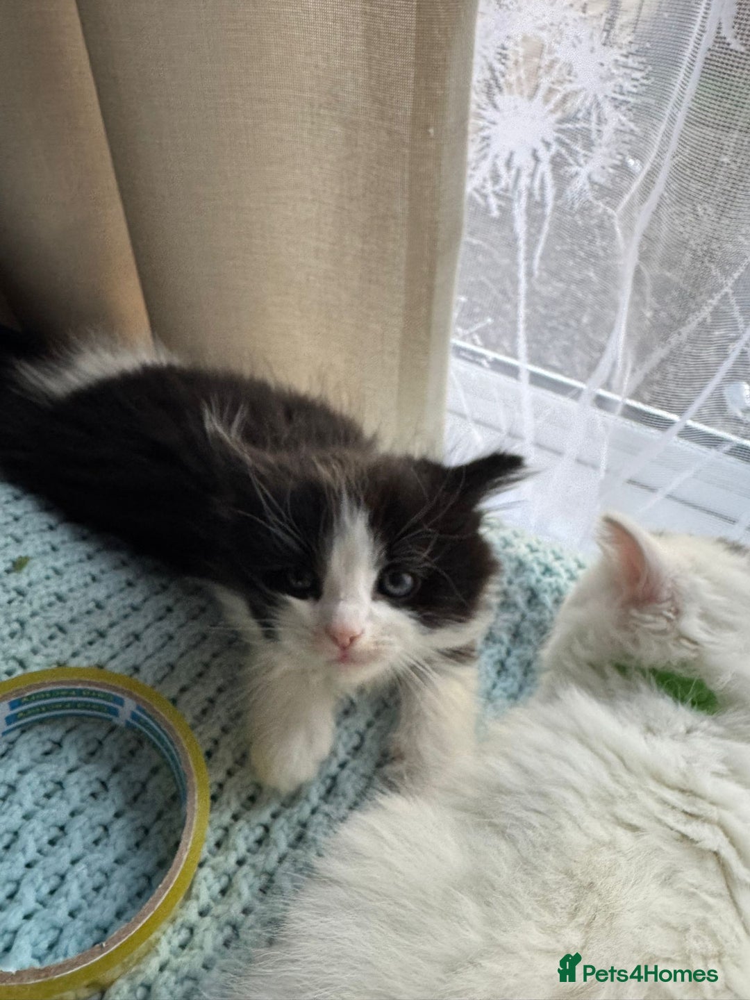 Turkish Angora cats for sale: Turkish Angora cross breed kittens - Advert 16