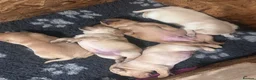 Labrador Retriever dogs for sale: 4 gorgeous working labradors for sale  in Saltash - Advert 8
