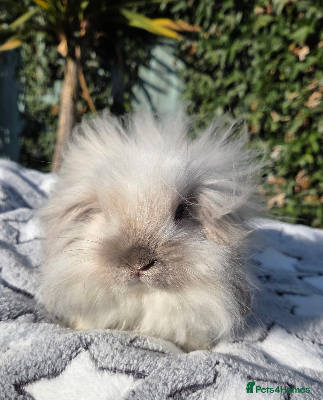 Mini Lion Lop rabbits for sale: Mini lop lops - Image 9