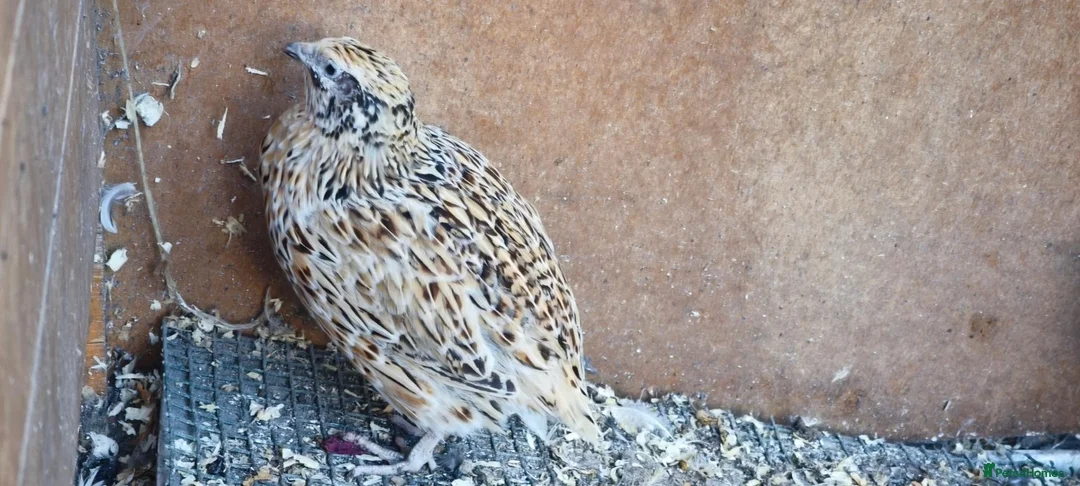 Quail poultry for sale: 11 Female quails for sale  in Farnborough - Advert 1