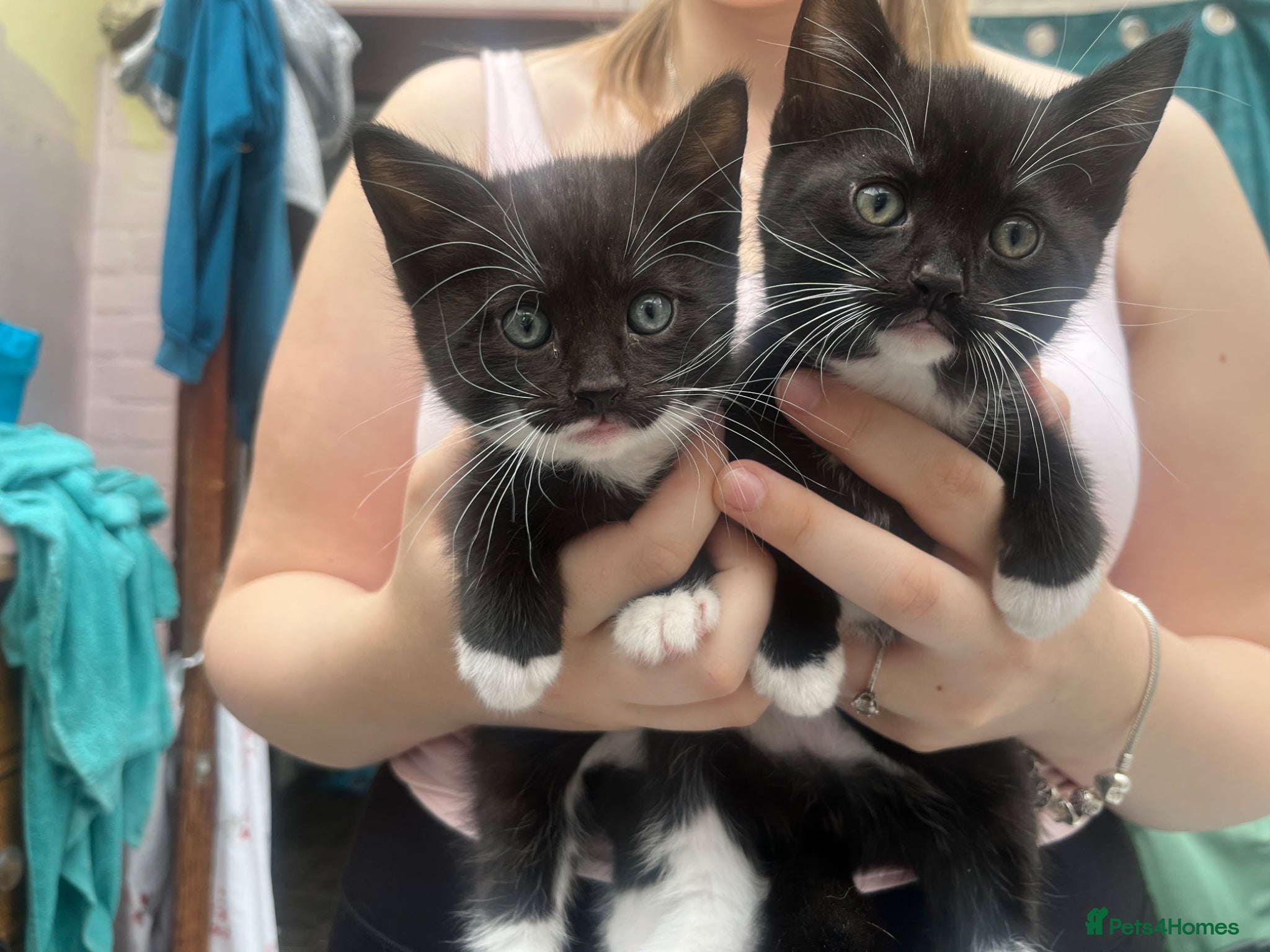 Mixed Breed cats for sale:  4 beautiful males ready now  - Advert 5