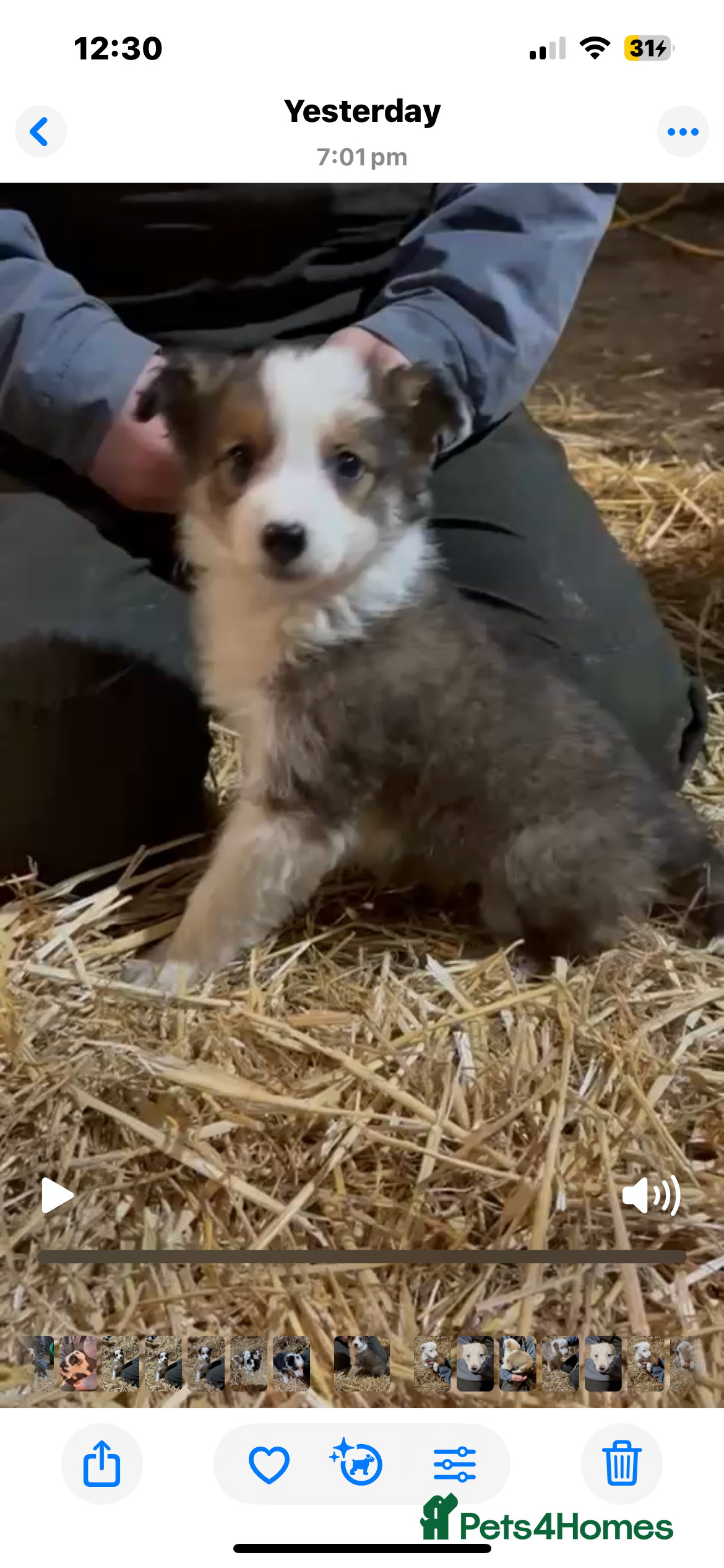 Mixed Breed dogs 4 collie x welsh collie pups  - Advert 3