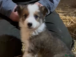 Mixed Breed dogs 4 collie x welsh collie pups - Advert 2