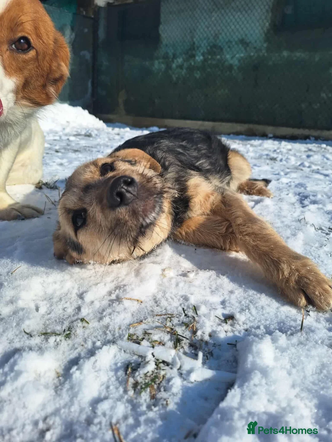 Mixed Breed dogs for adoption: Agatha for adoption in Chelmsford - Advert 2