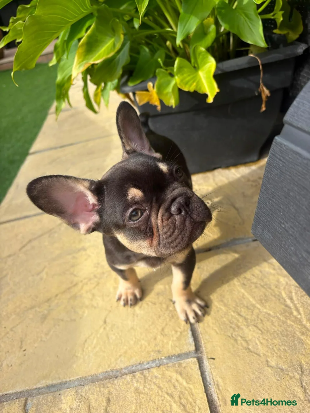 French Bulldog dogs for sale: Buster  in Cardiff - Advert 2