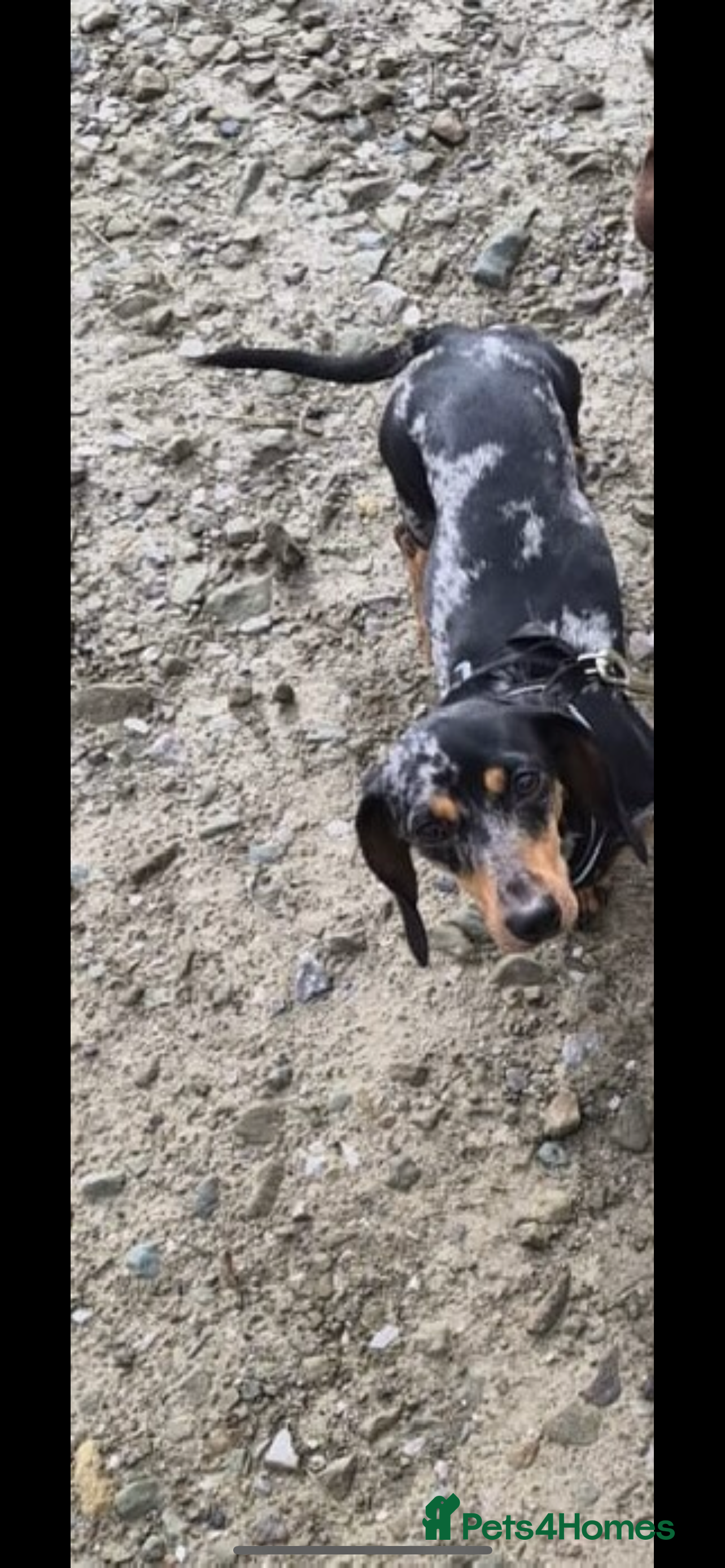 Miniature Dachshund dogs Beautiful little girl - Advert 6