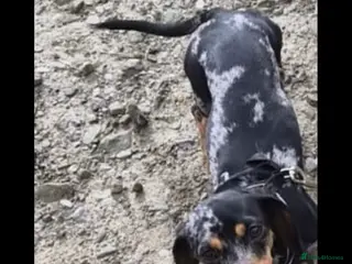 Miniature Dachshund dogs Beautiful little girl - Advert 14