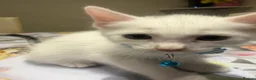 Turkish Angora cats for sale: Mix Turkish Angora kitten - Advert 16