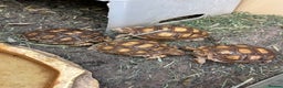 Tortoise reptiles for sale: Sulcata and Hermann Hatchlings  - Advert 1