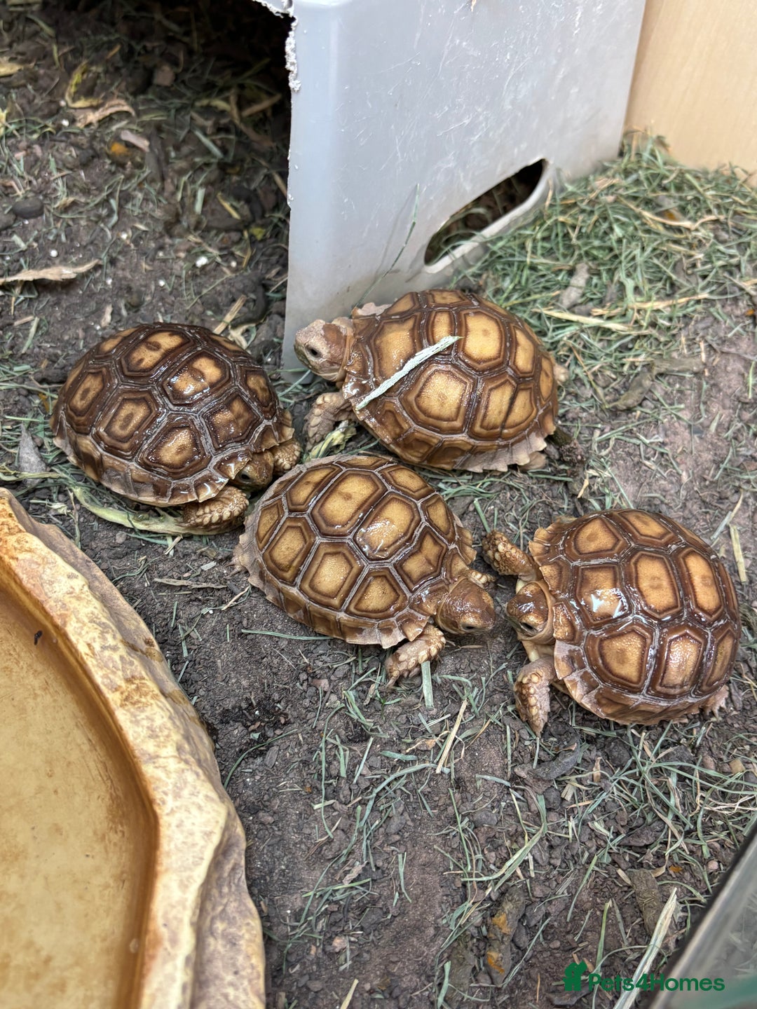 Tortoise reptiles for sale: Sulcata and Hermann Hatchlings  - Advert 1