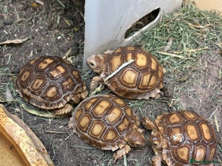 Tortoise reptiles Sulcata and Hermann Hatchlings - Advert 2