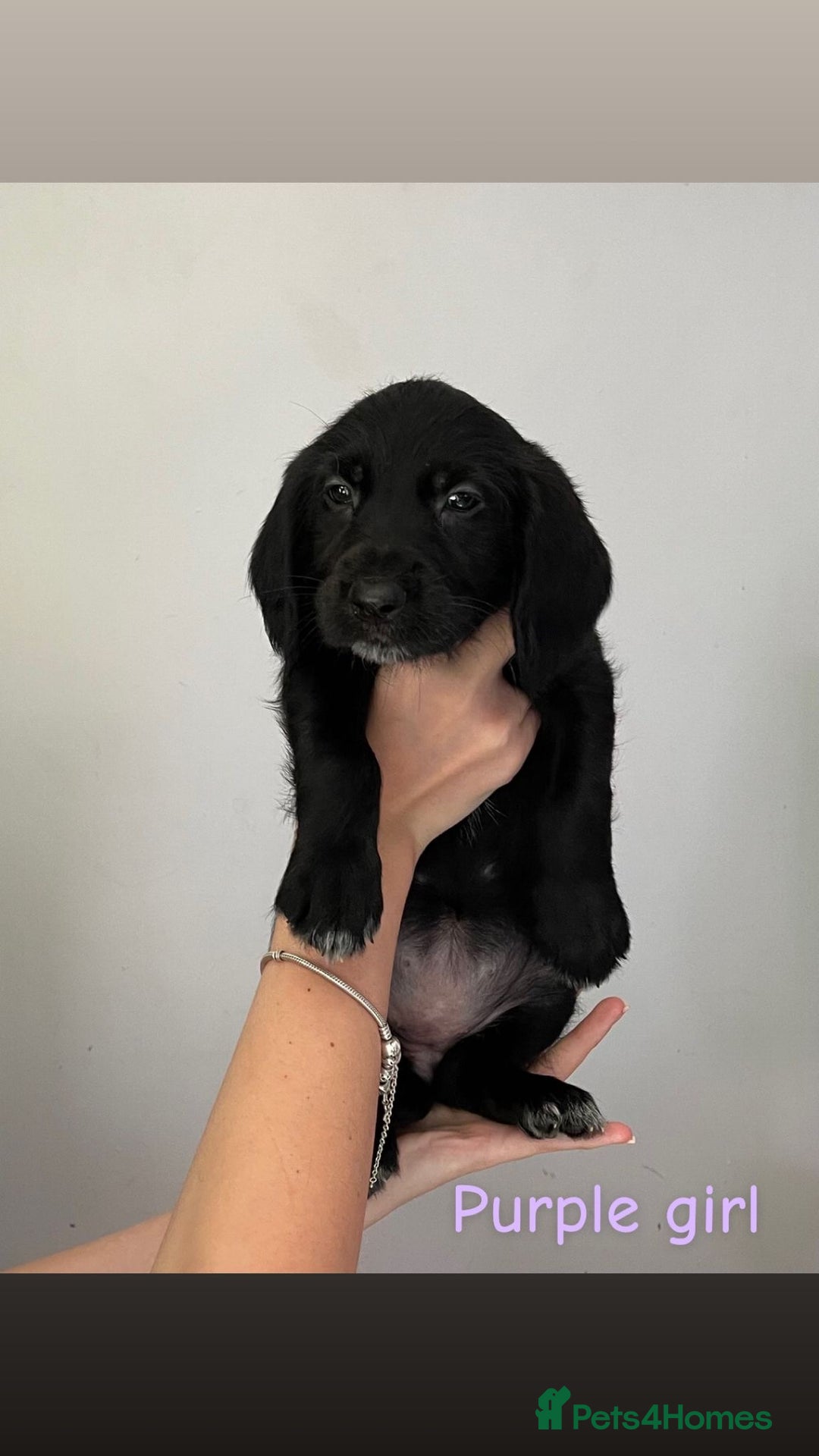 Mixed Breed dogs for sale: Gorgeous Labrador X Cockerpoo puppies in Bromley - Image 11