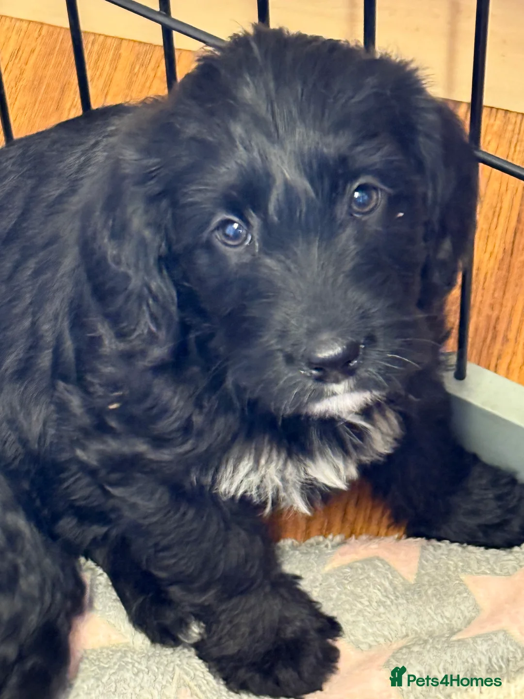 Labradoodle dogs for sale: Australian labradoodles  - Advert 5