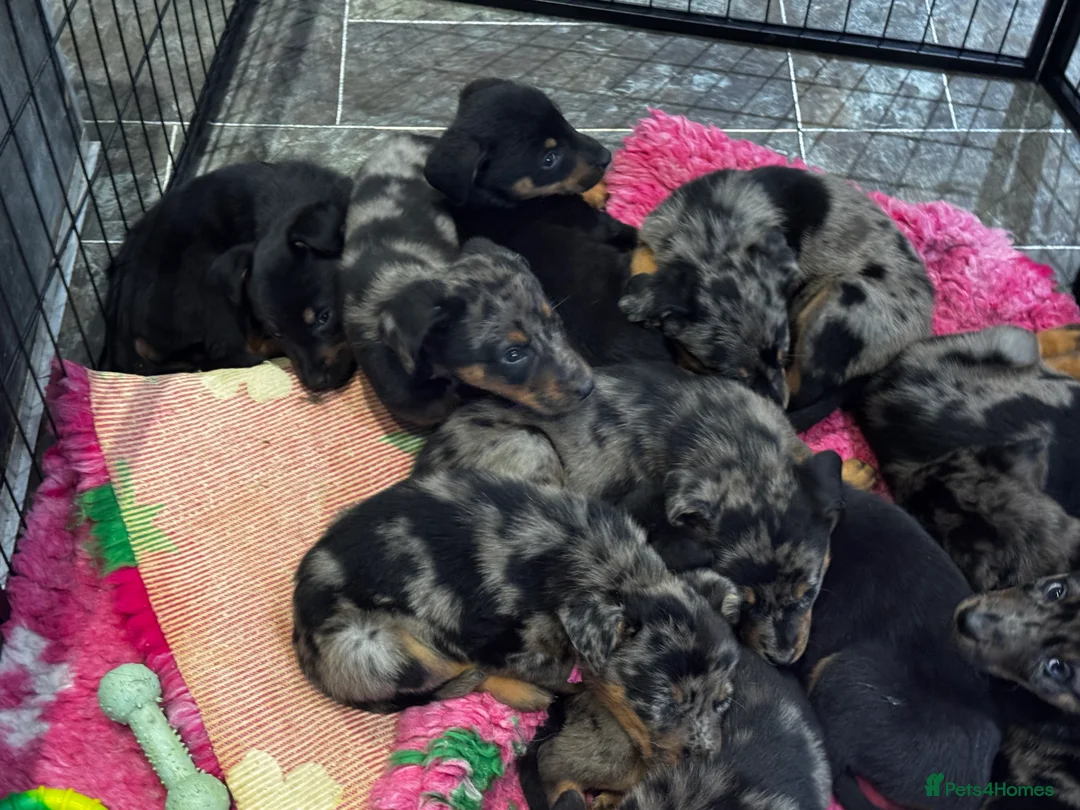 Beauceron dogs for sale: Health tested KC registered beauceron - Advert 7